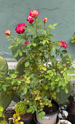 White Lies is a Floribunda rose full of surprises. Her double blooms open in deep red