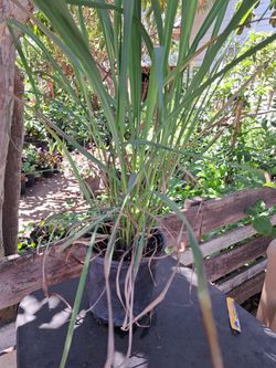 Planta
