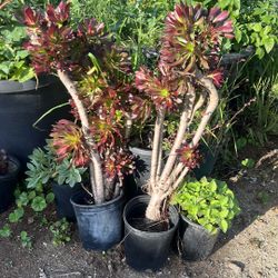 Aeonium Arboreum