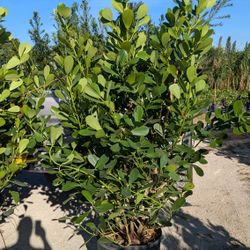 Huge Clusias About 6 Feet Tall Instant Privacy Hedge For Fence