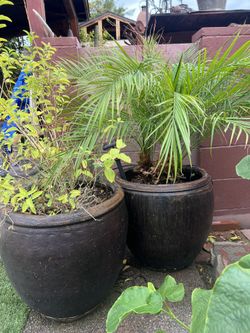 Macetas Con Todo Y Plantas 