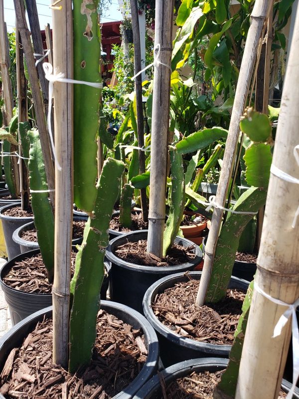 Dragon Fruit Plant For Sale Plant Ideas