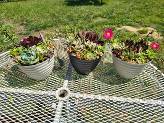 Succulent arrangement