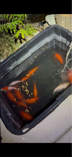 Fish Tank  / Pond