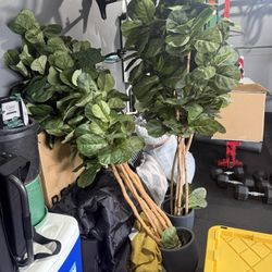 2 Fake Trees W/Black Vases