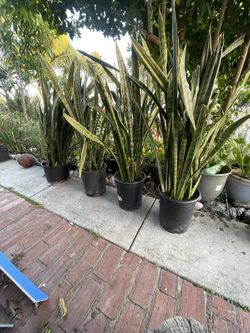 3 Feet Beautiful Snake Plant .