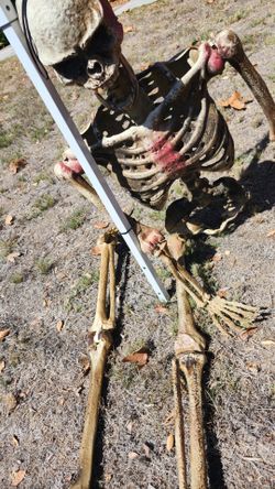 Skeleton, Halloween Decoration