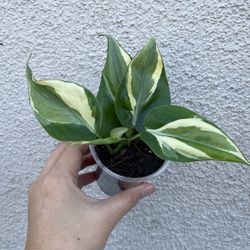 Beautiful Philodendron Rio Sport Plant