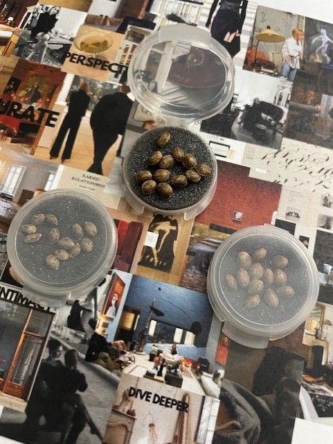 Bird Seeds, collectable, bodhi, uruz, new