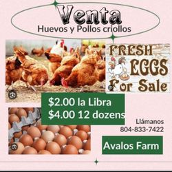 Farm Eggs For Sale 