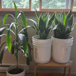 Indoor Plants 