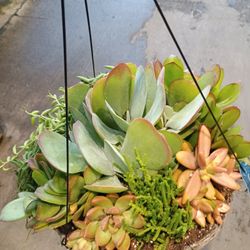 Hanging Succulent Plant 