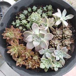 Succulents In Large Container