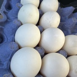 DUCK EGGS