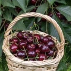 Stella Cherry Trees  🌳🍒🍒