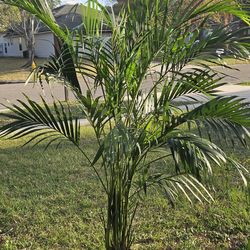 Cat Palm 3 gallons pot 7 feet tall live plants