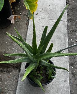 Large Aloe Vera In A Large Plastic Container 