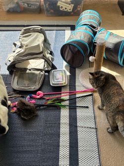 Cat/Kitten supplies