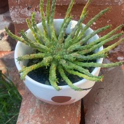 Medusa’s Head Succulent Plant 