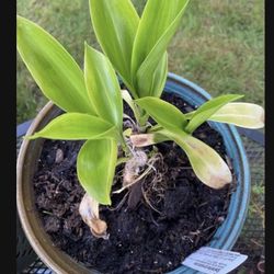 Speirantha convallarioides Plants In Glazed Ceramic Pot With Drainage
