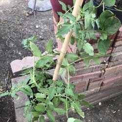 Planta Grande 🍅 Tomate Y De 🍓 