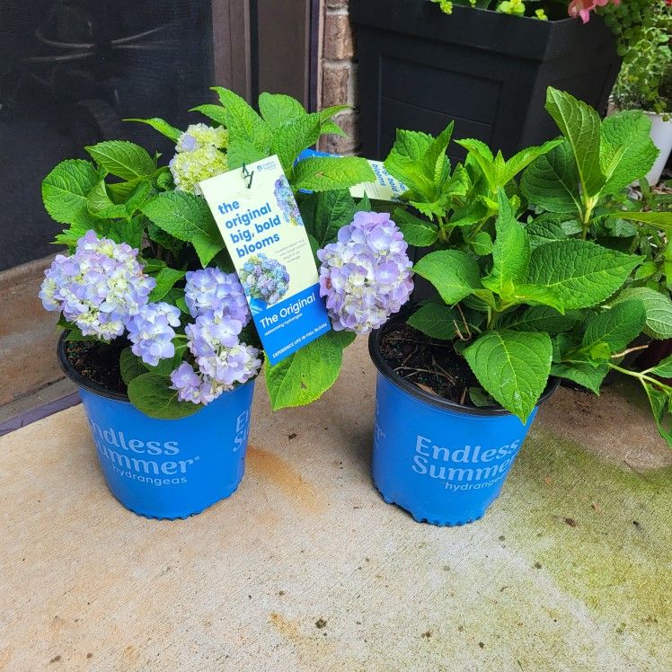 2gal Bigleaf Hydrangea $10 Each