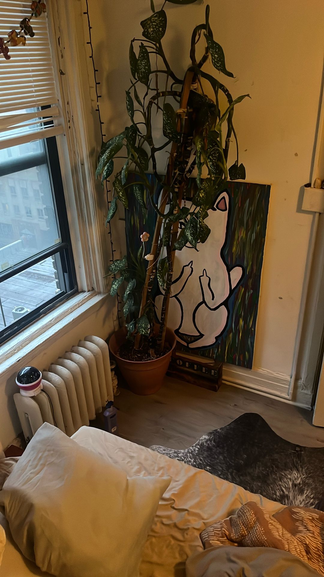 ๐ฟ 9ft Tall Dumb Cane (Dieffenbachia) Looking for a Loving Home ๐ฟ