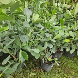 clusias About  3 feet tall Instant  privacy  Hedge for fence only $10