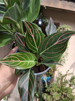 Aglonema RED VEIN Plant $28