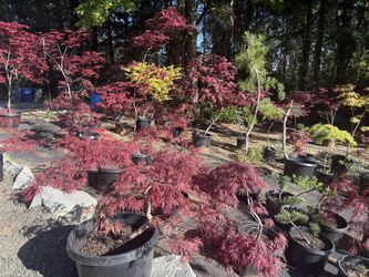 Japanese maples & pines
