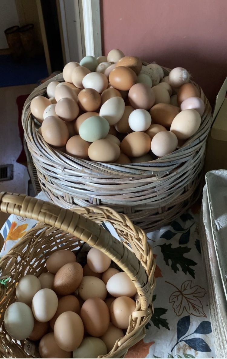 Eggs For Sale