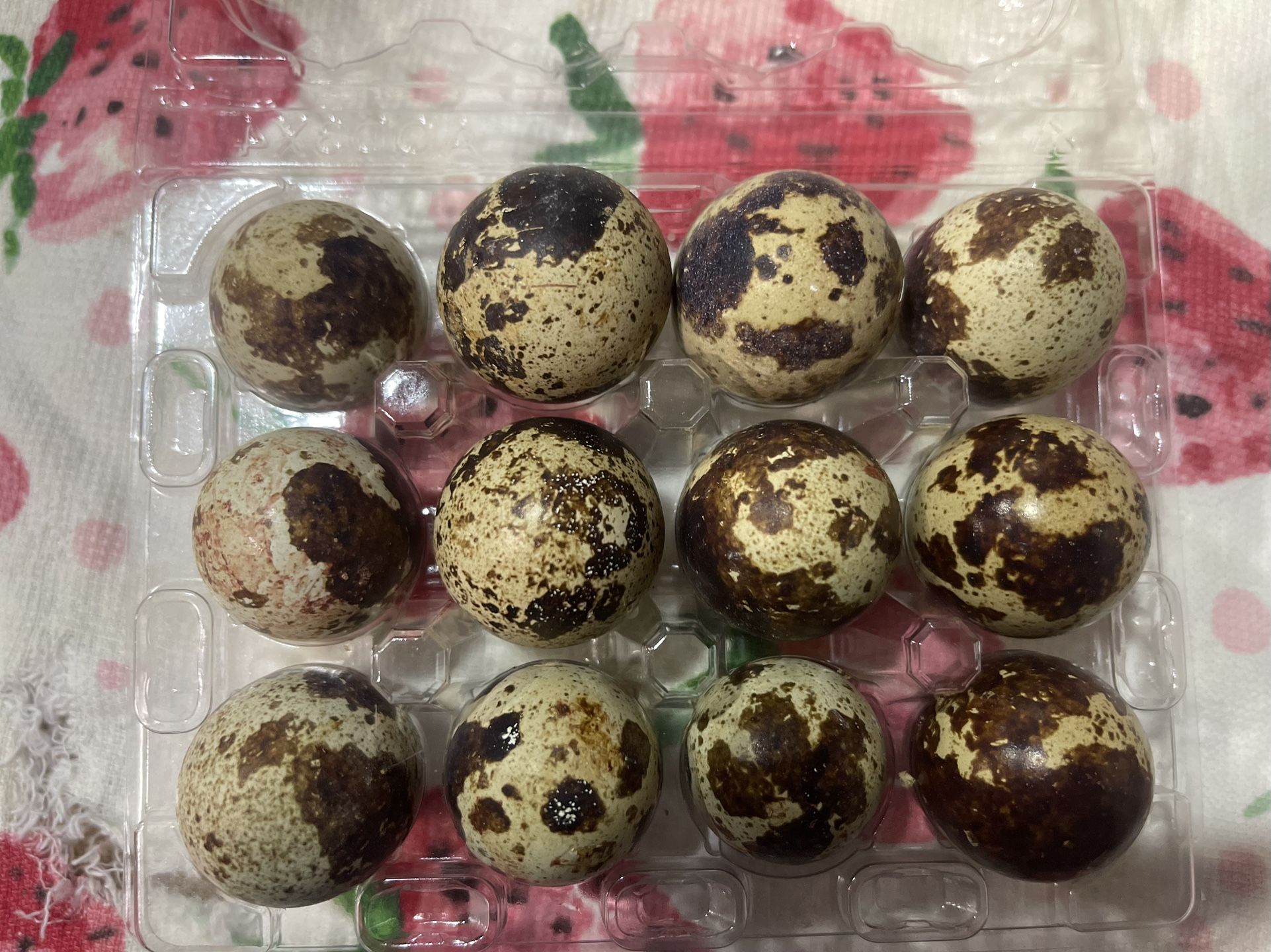 Hatching quail Eggs