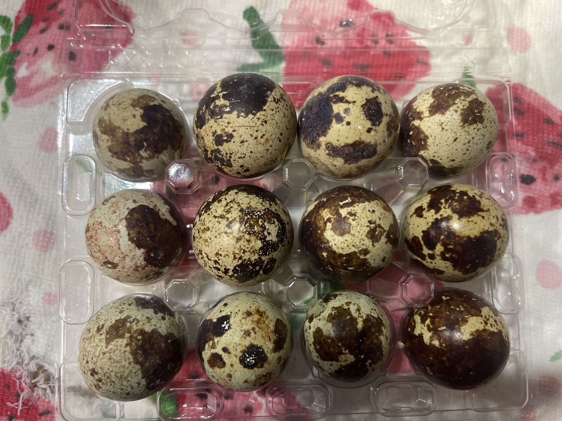 Hatching quail Eggs 