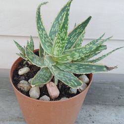 Aloe Krakatoa Succulent Plant 🪴 