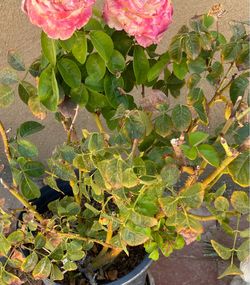 Pink rose 🌹