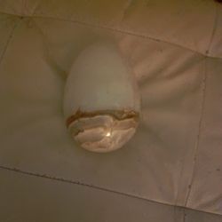 Quartz Crystal Egg