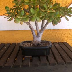 Bonsai Jade Ears Succulent