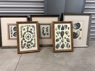 Framed Seashell Botanical Print Collection