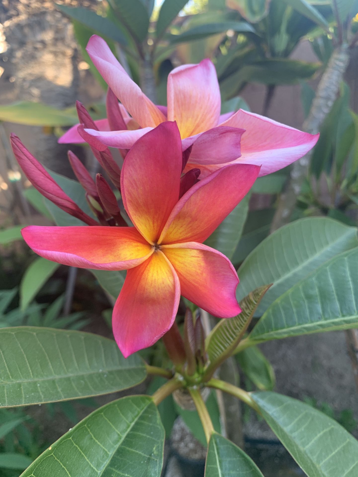 Plumeria