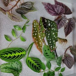 7 Mystery House Plant Cuttings (Pick up only)