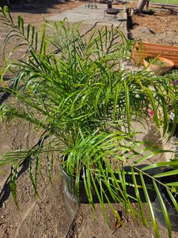 Palma Phoenix roebelenii