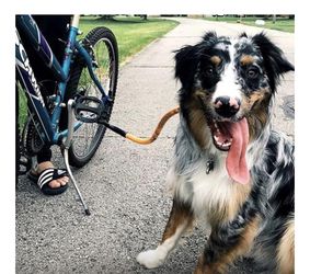 Dog Bike Tow Leash 