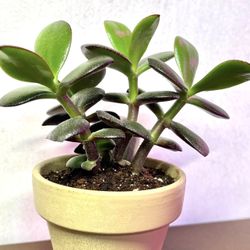 Jade House Plant In 2.5"Pot.