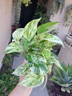 Snow Queen Pothos Plant $18