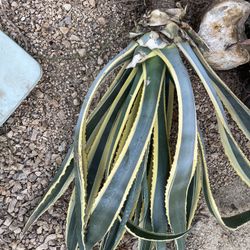 Agave, Succulent, Aloes 