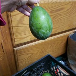 100% Organic Avocado π₯