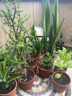 Various nice plants