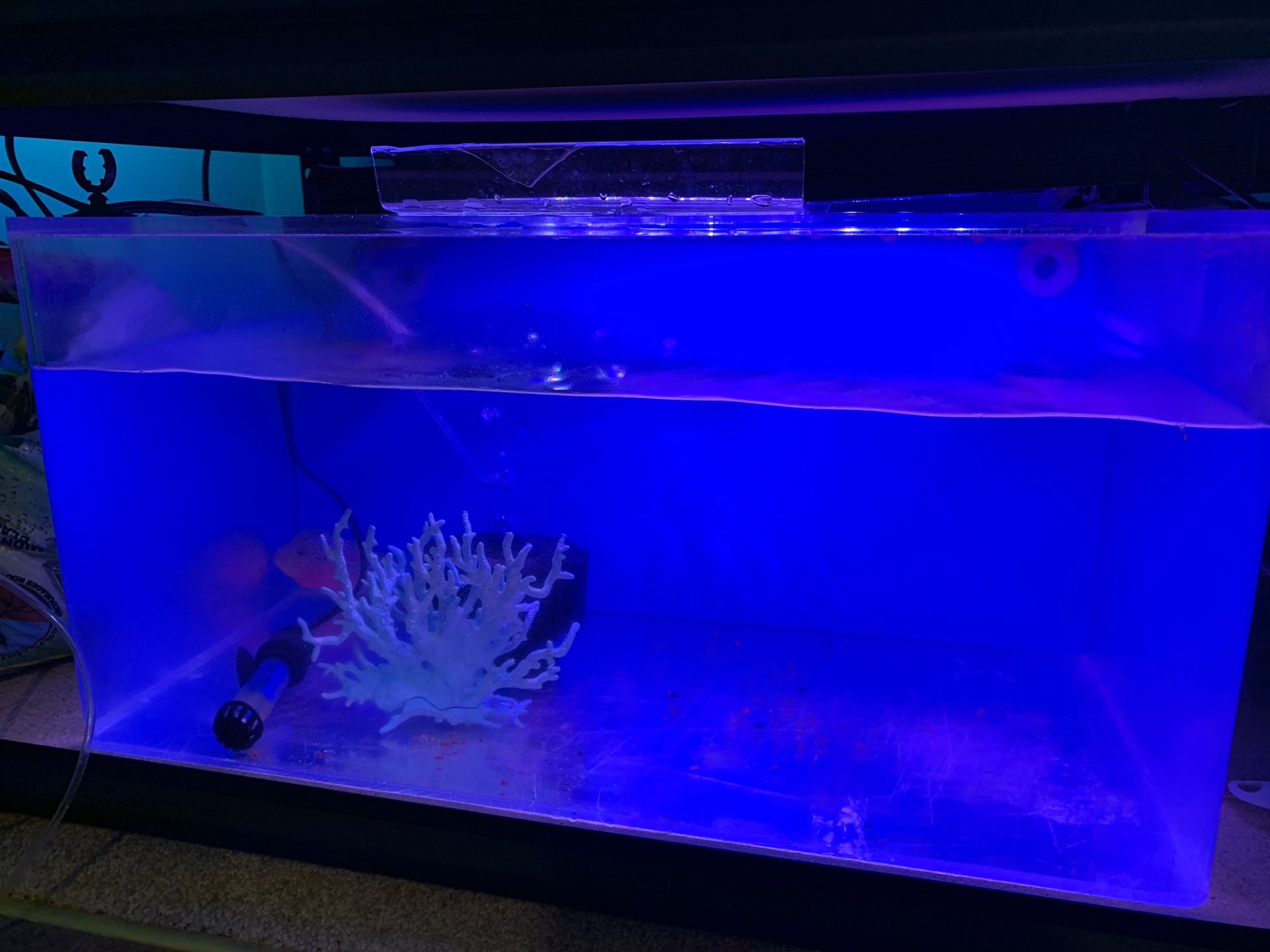 20 Gallon aquarium