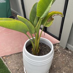 Bird Of Paradise Plant with Pot