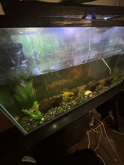 80 Gallon Fish Tank